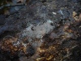 Tomentella subclavigera image