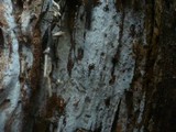 Athelia pyriformis image