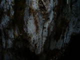 Athelia pyriformis image
