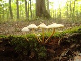 Mycena inclinata image