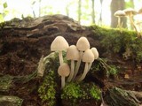 Mycena inclinata image