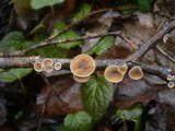 Schizophyllum amplum image