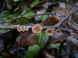Schizophyllum amplum image