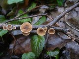 Schizophyllum amplum image