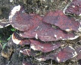 Earliella scabrosa image