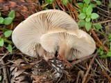Clitocybe tarda image