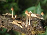 Parasola auricoma image