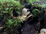 Sarcomyxa serotina image