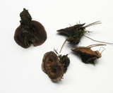 Hydnellum spongiosipes image