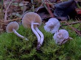 Hygrophorus pusillus image