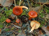 Lactarius luculentus var. laetus image