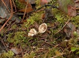 Clitocybe sclerotoidea image