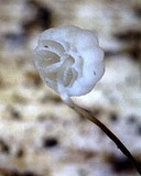 Marasmius limosus image
