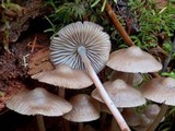 Mycena galericulata image