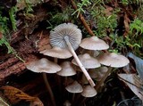 Mycena galericulata image