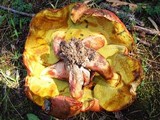Boletochaete bicolor image