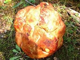 Boletochaete bicolor image