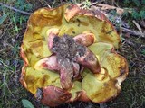 Boletochaete bicolor image