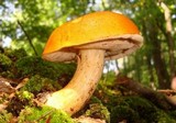 Gyroporus ballouii image
