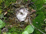 Disciseda cervina image