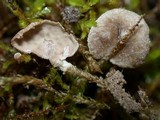 Arrhenia retiruga image