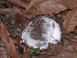 Boletus regineus image