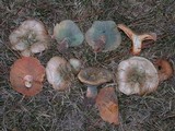 Lactarius deliciosus var. areolatus image