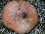 Lactarius deliciosus var. areolatus image