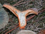 Lactarius deliciosus var. areolatus image