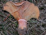 Lactarius deliciosus var. areolatus image