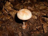 Amanita roseitincta image