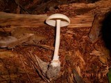 Amanita roseitincta image