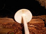 Amanita roseitincta image