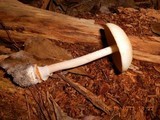 Amanita roseitincta image