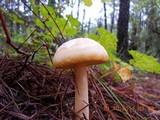 Amanita roseitincta image