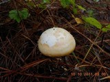 Amanita roseitincta image