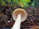Amanita roseitincta image