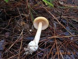 Amanita roseitincta image