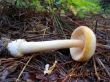 Amanita roseitincta image
