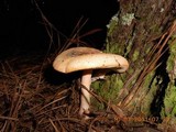 Amanita roseitincta image