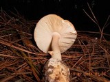 Amanita roseitincta image