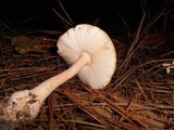 Amanita roseitincta image