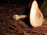 Amanita roseitincta image