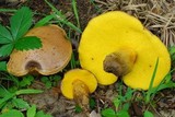 Aureoboletus innixus image