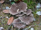 Sarcodon imbricatus image