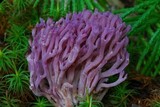 Clavaria zollingeri image