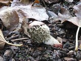 Phallus hadriani image