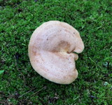 Lactarius vinaceorufescens image