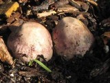 Phallus hadriani image
