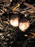 Phallus hadriani image